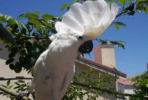 雨傘鳳頭鸚鵡產(chǎn)自哪里？