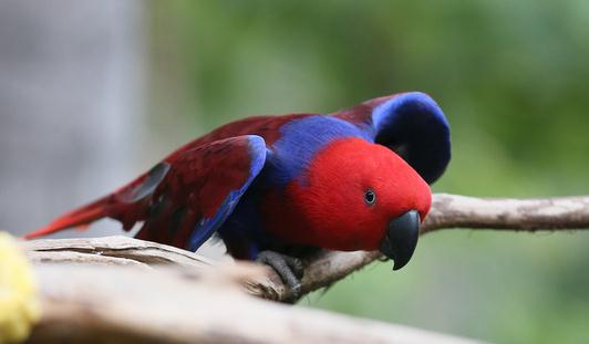 折衷鸚鵡的價格 折衷鸚鵡的簡介