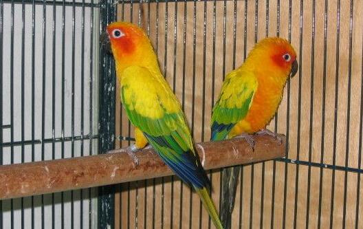 珍達錐尾鸚鵡的價格 珍達錐尾鸚鵡的飼養方法