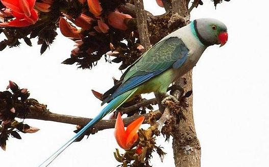 紫紅頭鸚鵡應(yīng)該如何飼養(yǎng)？