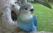 太平洋鸚鵡的產地 太平洋鸚鵡的簡介