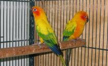 珍達錐尾鸚鵡的價格 珍達錐尾鸚鵡的飼養方法