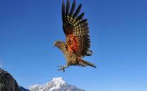 啄羊鸚鵡有什么生活習(xí)性？