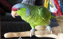 紫冠亞馬遜鸚鵡的生存環(huán)境是怎樣的？