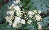 這些植物都有毒！要防著點(diǎn)兒了！