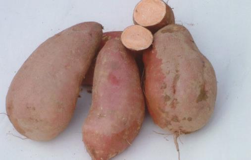 喜訊:紅薯給肌膚光滑質感