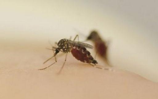 為什么有的人總是被蚊子叮咬？