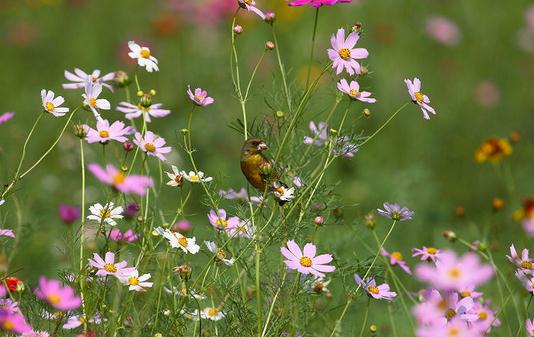 這十種植物碰不得！盤點(diǎn)能置人于死地的植物