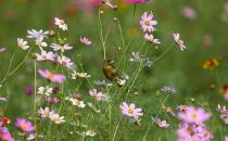 這十種植物碰不得！盤點能置人于死地的植物