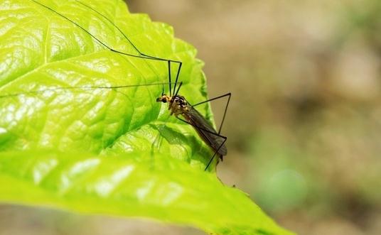 被蚊子叮咬后為什么會有包?