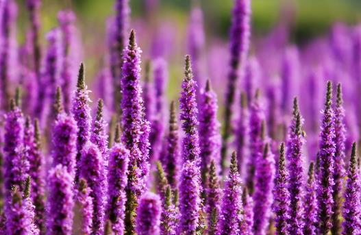 7個薰衣草精油祛痘的方法