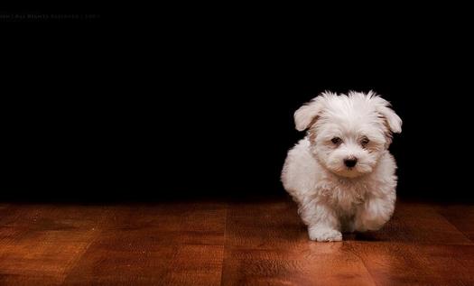 家有萌寵：寵物不能吃什么？