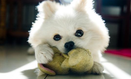 公母狗混養要隔開嗎?