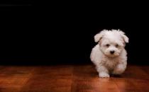 家有萌寵：寵物不能吃什么？