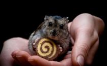 家里養倉鼠寵物的技巧