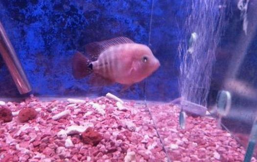 家里養魚應該多久換一次水?