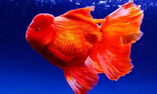 家中養(yǎng)魚需要常備什么藥?