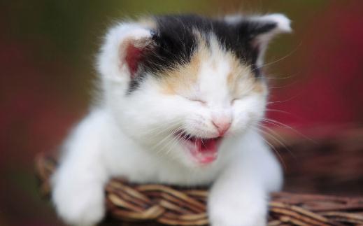 貓咪走丟了?教你找回走失的貓咪