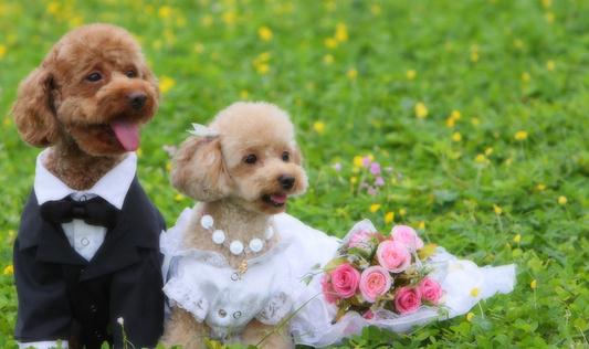 狗狗疫苗與驅蟲的方法和時間