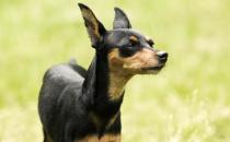 養(yǎng)狗必知狗狗心！狗狗習(xí)性解析