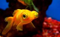 想養(yǎng)金魚(yú)？教你怎么挑選金魚(yú)