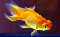 養(yǎng)金魚的水有什么要求？