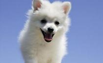 怎么選擇適合自己的小狗？