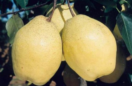 驚蟄節(jié)氣吃什么好?驚蟄傳統(tǒng)食物有哪些?