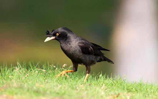 寄生蟲導致八哥換羽毛怎么辦？