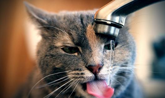 貓在什么時候可以閹割去勢?