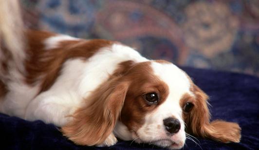 狗狗每日需要哪些營養(yǎng)元素?