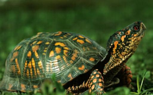 烏龜對于越冬有什么要求?