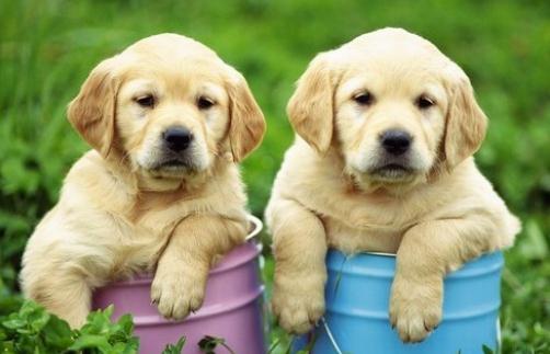 養寵物狗需要辦理哪些手續？