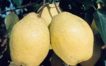 驚蟄節(jié)氣吃什么好？驚蟄傳統(tǒng)食物有哪些？