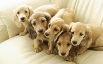 狗狗驅蟲策略你都了解嗎