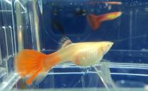 孔雀母魚生產需要注意的事項