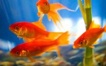 養金魚保持水質的方法