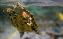 飼養烏龜的注意事項