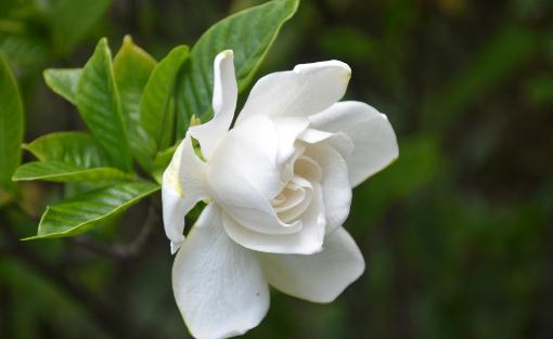 梔子花葉子發黃的原因是什么？