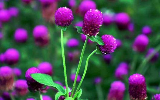 為什么植物會出現爛根的現象?