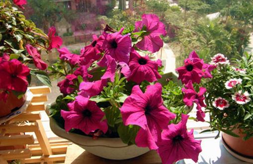 想在家里養(yǎng)花必看的養(yǎng)花技巧