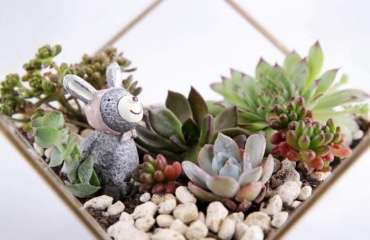 秋季如何養(yǎng)多肉植物?