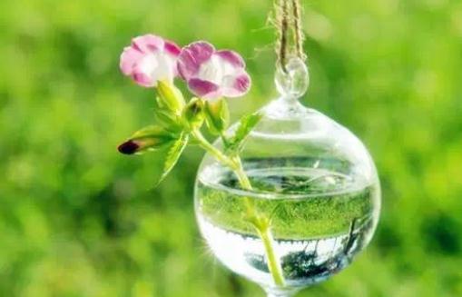 食醋在養花中竟有大作用?