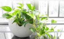 綠蘿的葉子發黃了怎么辦？