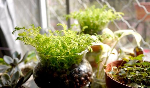 水養植物是什么?水養植物的分類