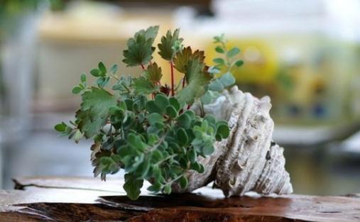 盤點(diǎn)各類盆栽澆水時間