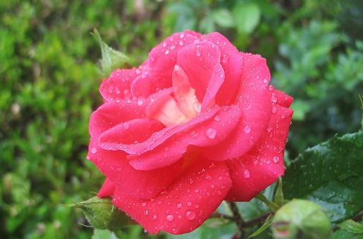 你買到的月季的品種好嗎?