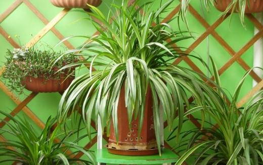 如果你也養花 那么你必須注意這些事