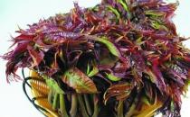 香椿的營養價值與食用方法