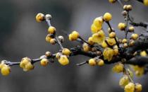 花卉禿桿的解決方法